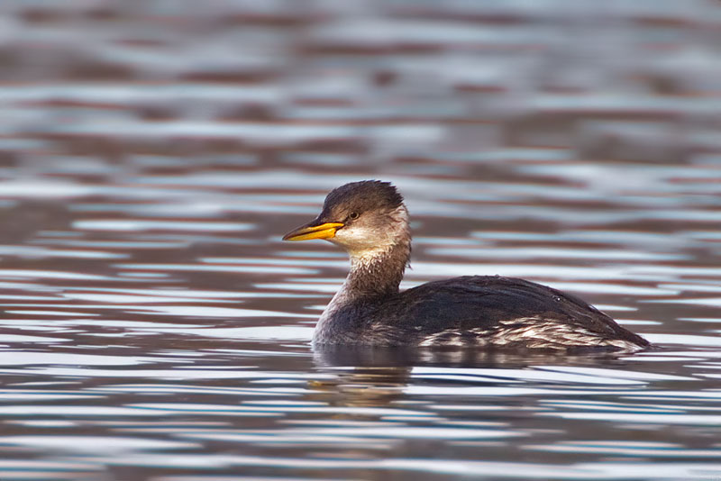 red-necked grebe