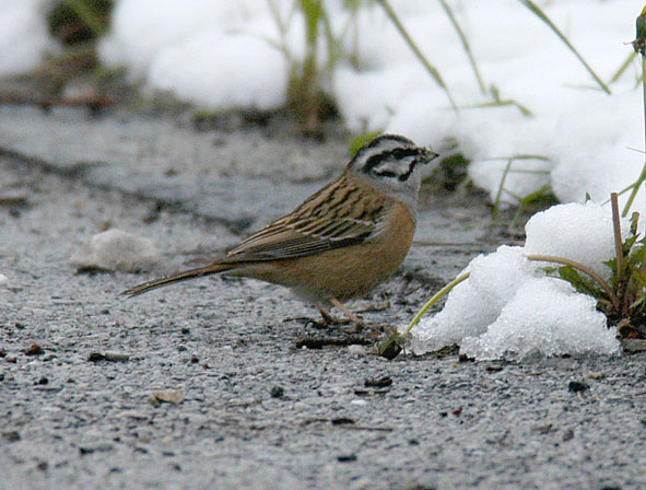 rock bunting