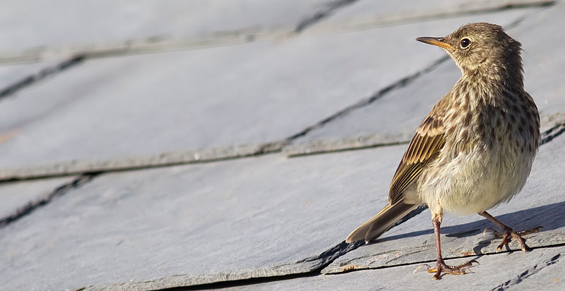 rock pipit