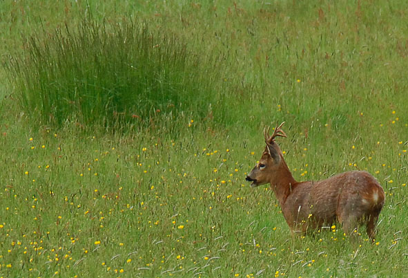 roe deer