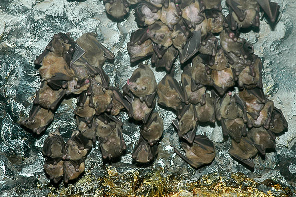 Rousettus leschnaulti