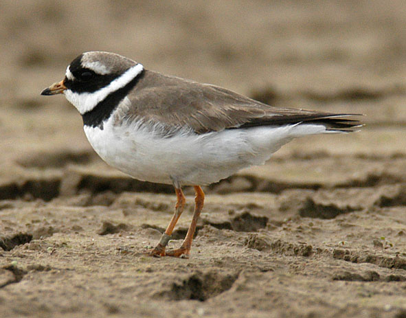 ringed plover