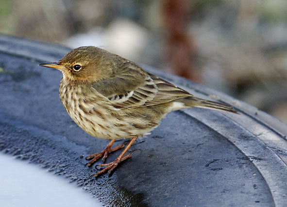 rock pipit