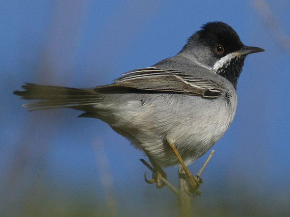 Ruppell's warbler, male