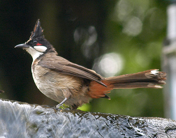 red-vented bulbul