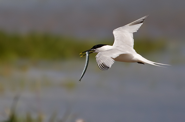 sandwich tern