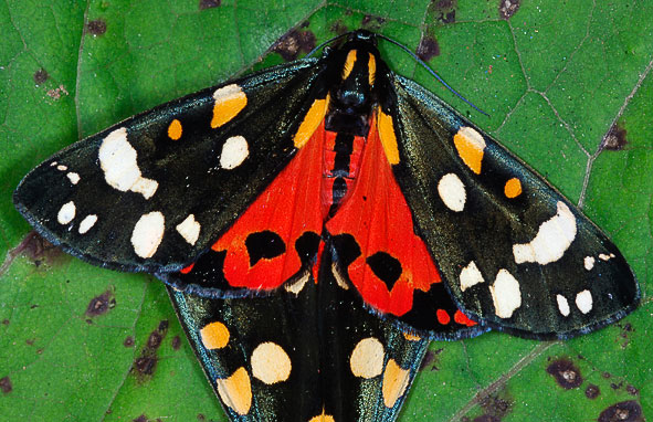 scarlet tiger moths