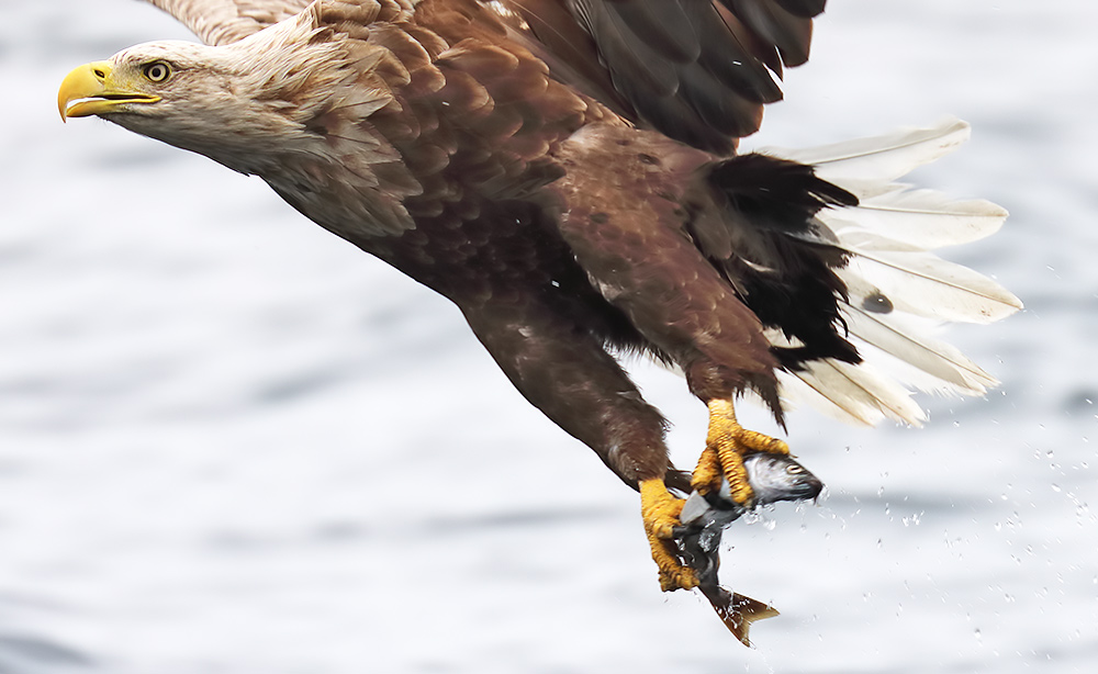 white-tailed eagle