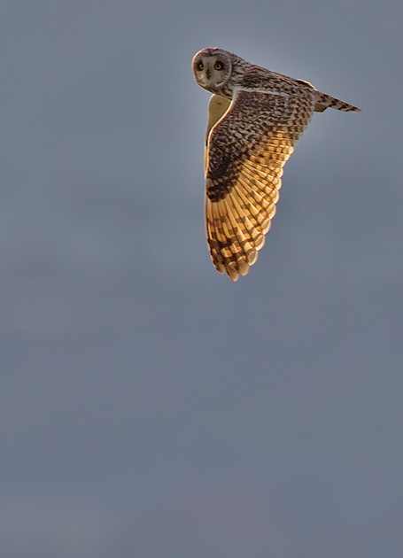 short-eared owl