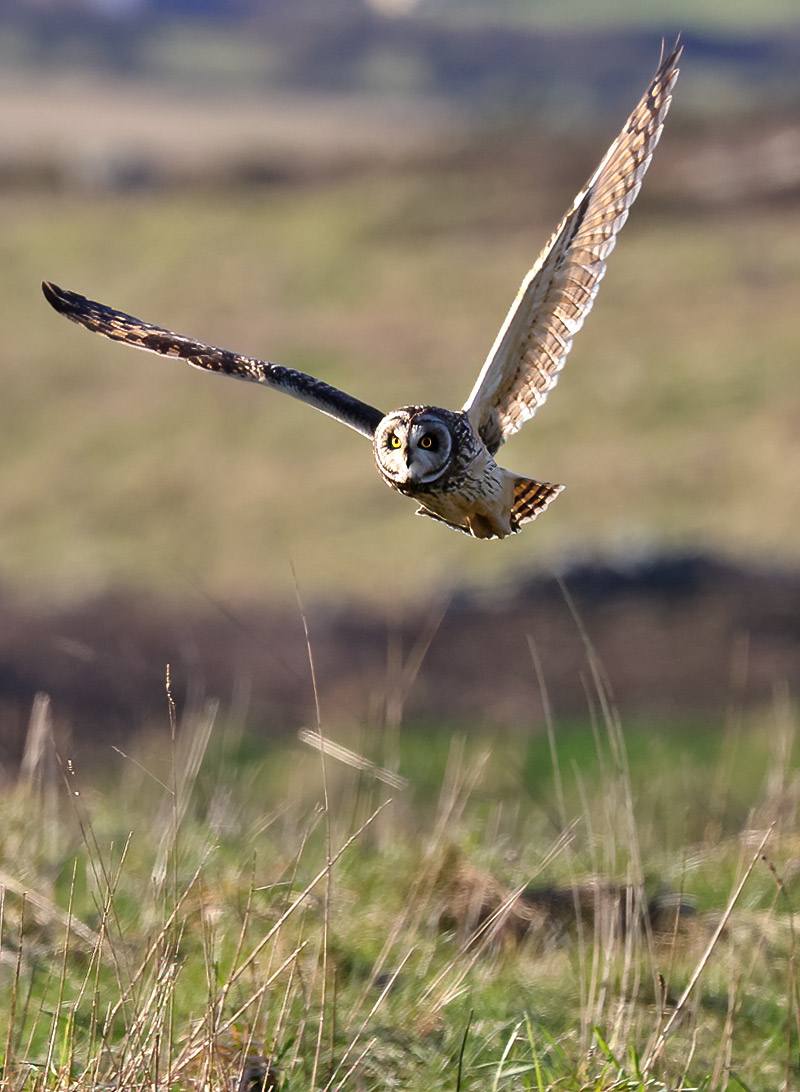 Short-eared owl