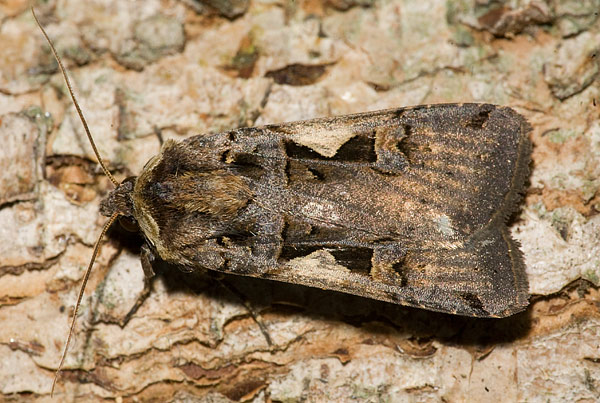 setaceous hebrew character
