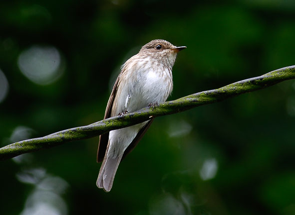 spotted flycatcher