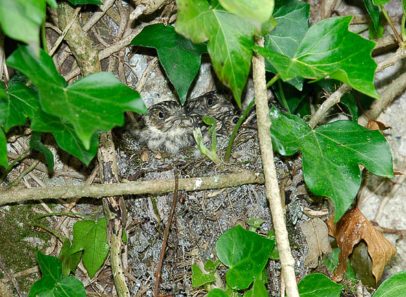 spotted flycatcher chicks