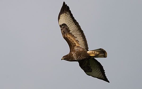 buzzard