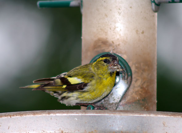 siskin