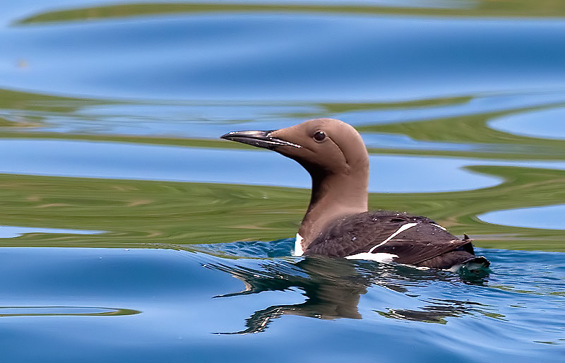 guillemot