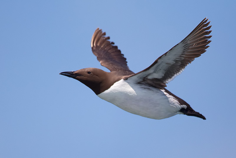 guillemot