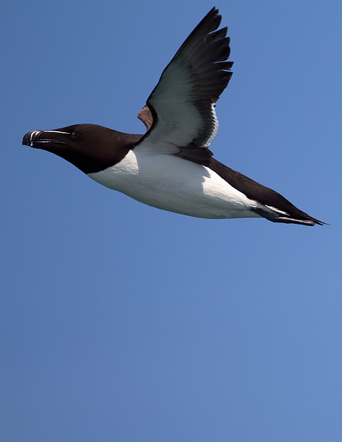 razorbill