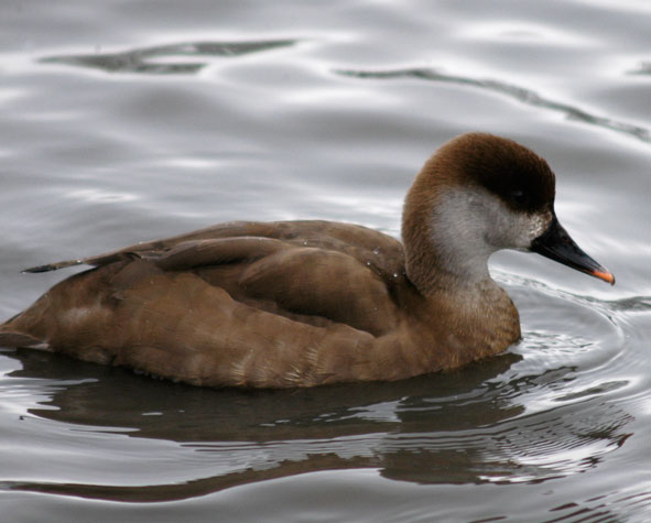 red crested pochard, female