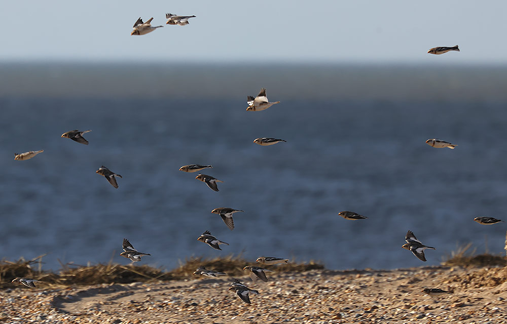 Snow buntings
