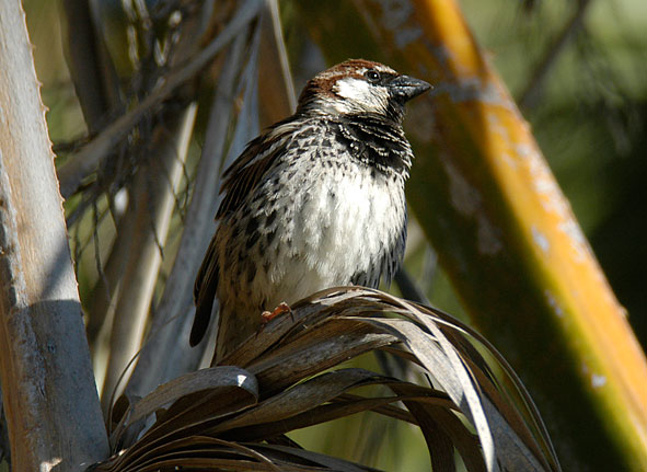 Spanish sparrow, male