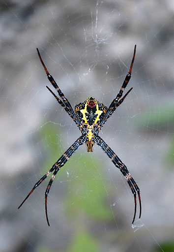 orb spider