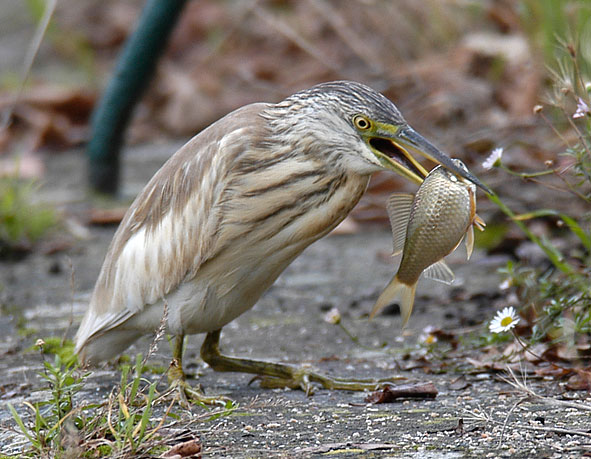 squacco heron