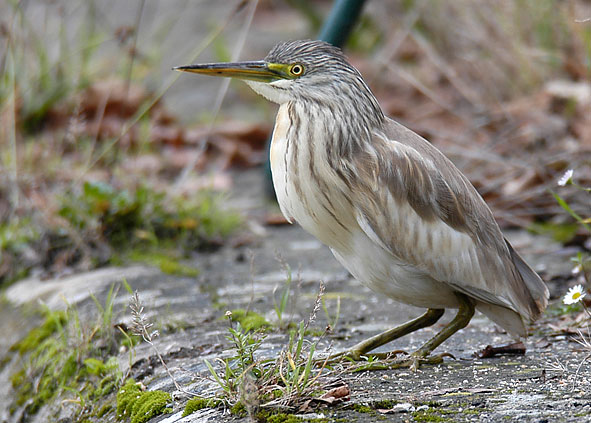 squacco heron
