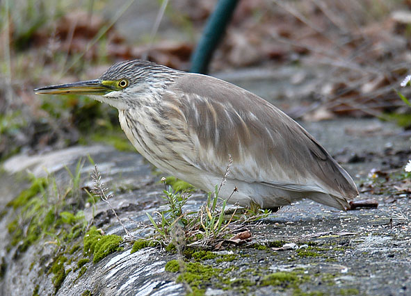 squacco heron