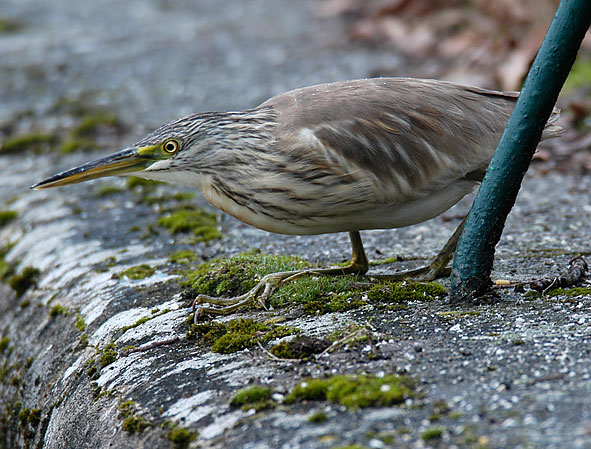 squacco heron