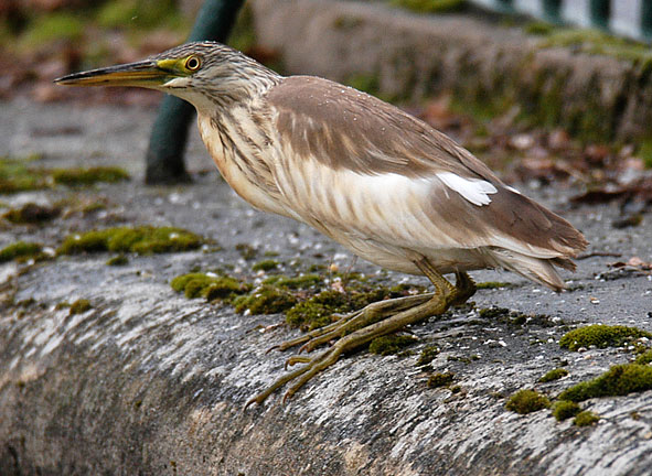 squacco heron
