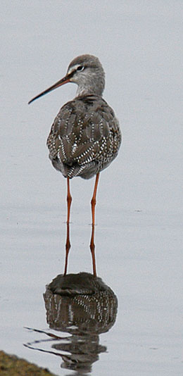 spotted redshank