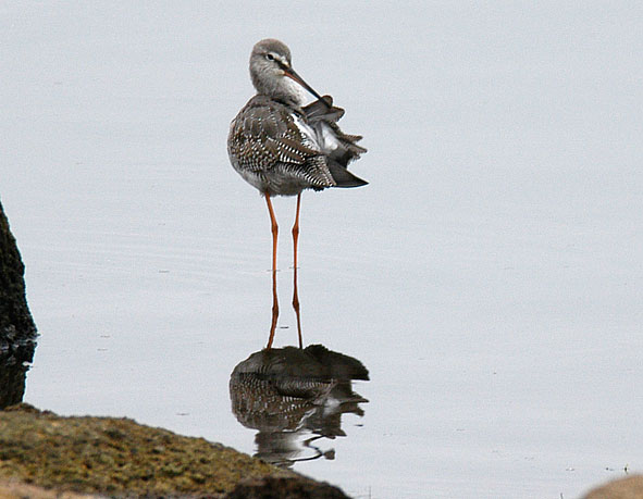 spotted redshank