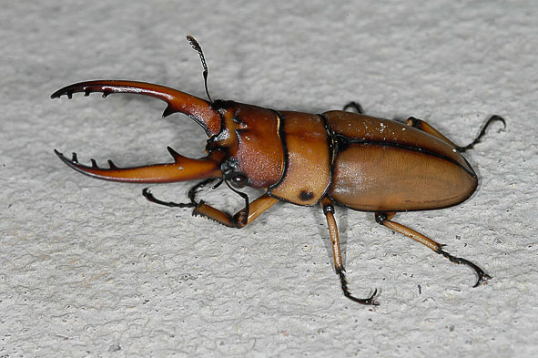 stag beetle