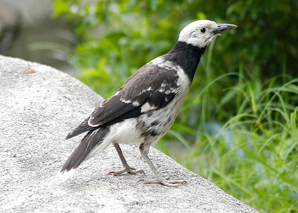 black-collared starling