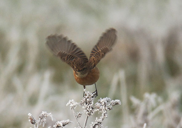stonechat