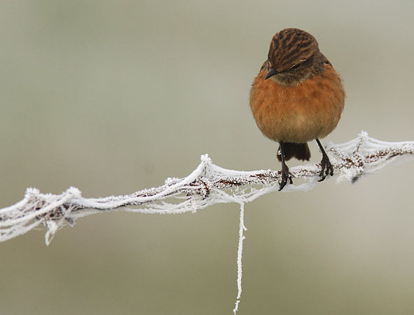 stonechat
