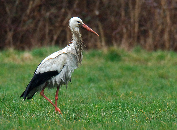 white stork
