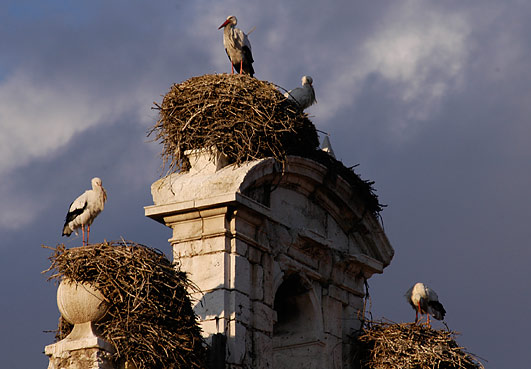 white storks, alcala