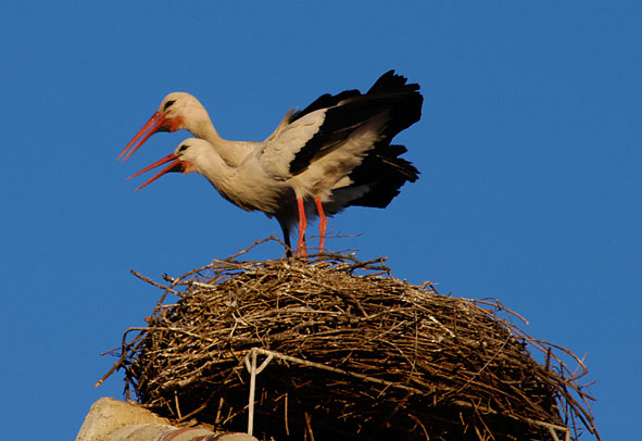 displaying white storks