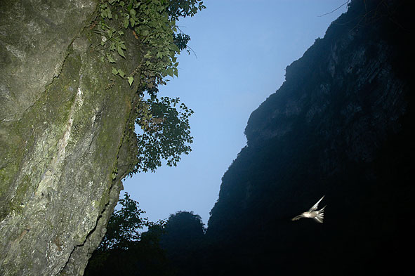 Himalayan swiftlet