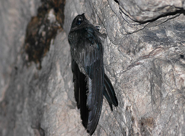 Himalayan swiftlet