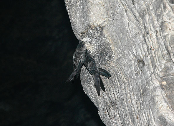 Himalayan swiftlet