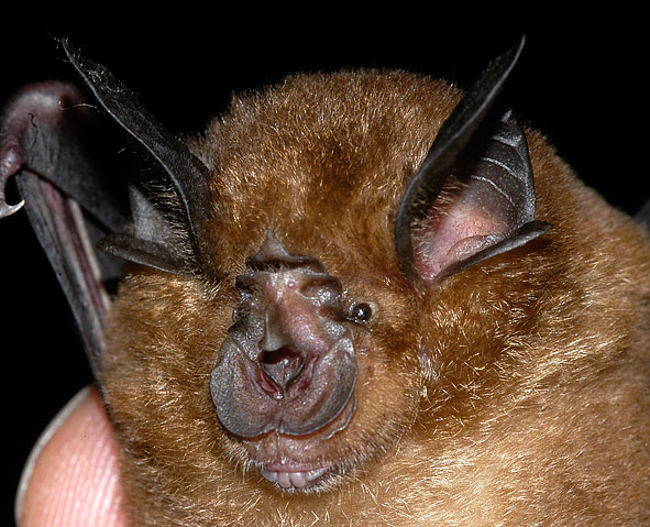 Rhinolophus thomasi