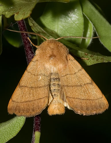 common wainscot