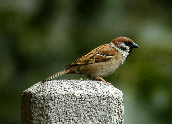 tree sparrow