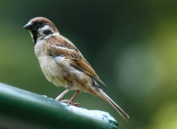 tree sparrow