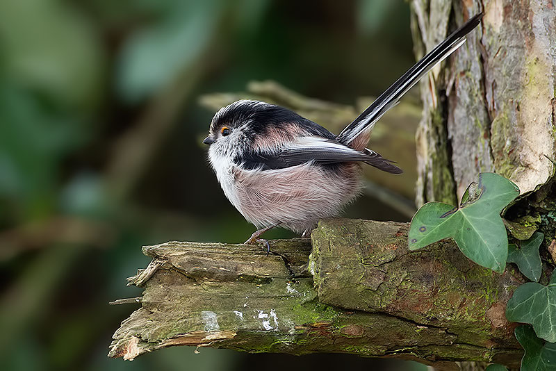 long-tailed tit