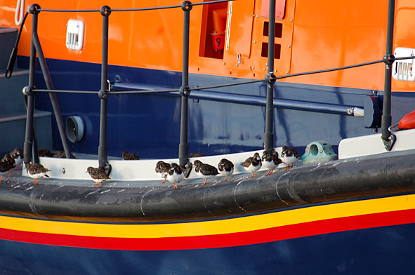 turnstones