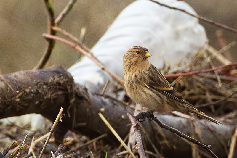 twite